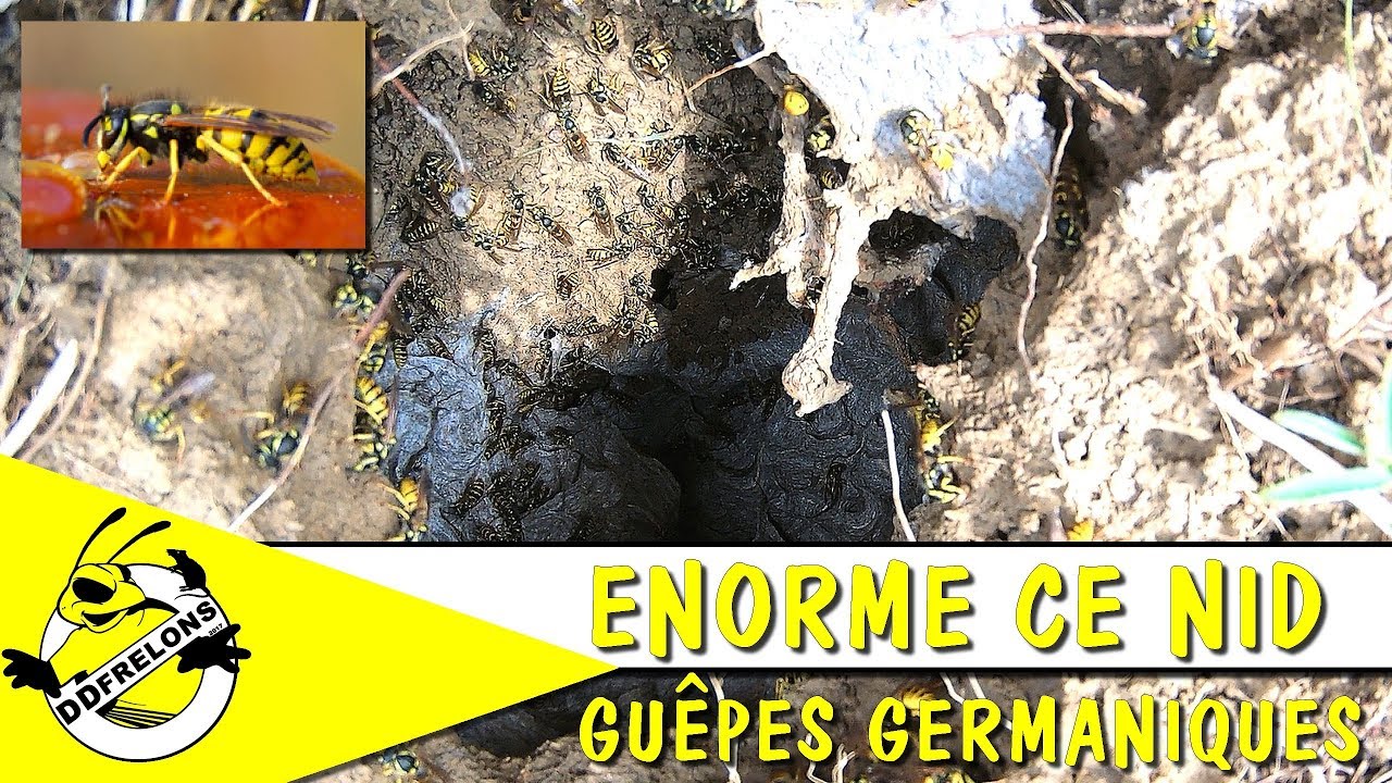 ÉNORME Nid de Guêpe Germanique au Sol. YouTube — free download