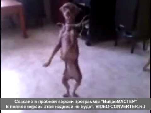 на Кавказе и собаки танцуют лезгинку