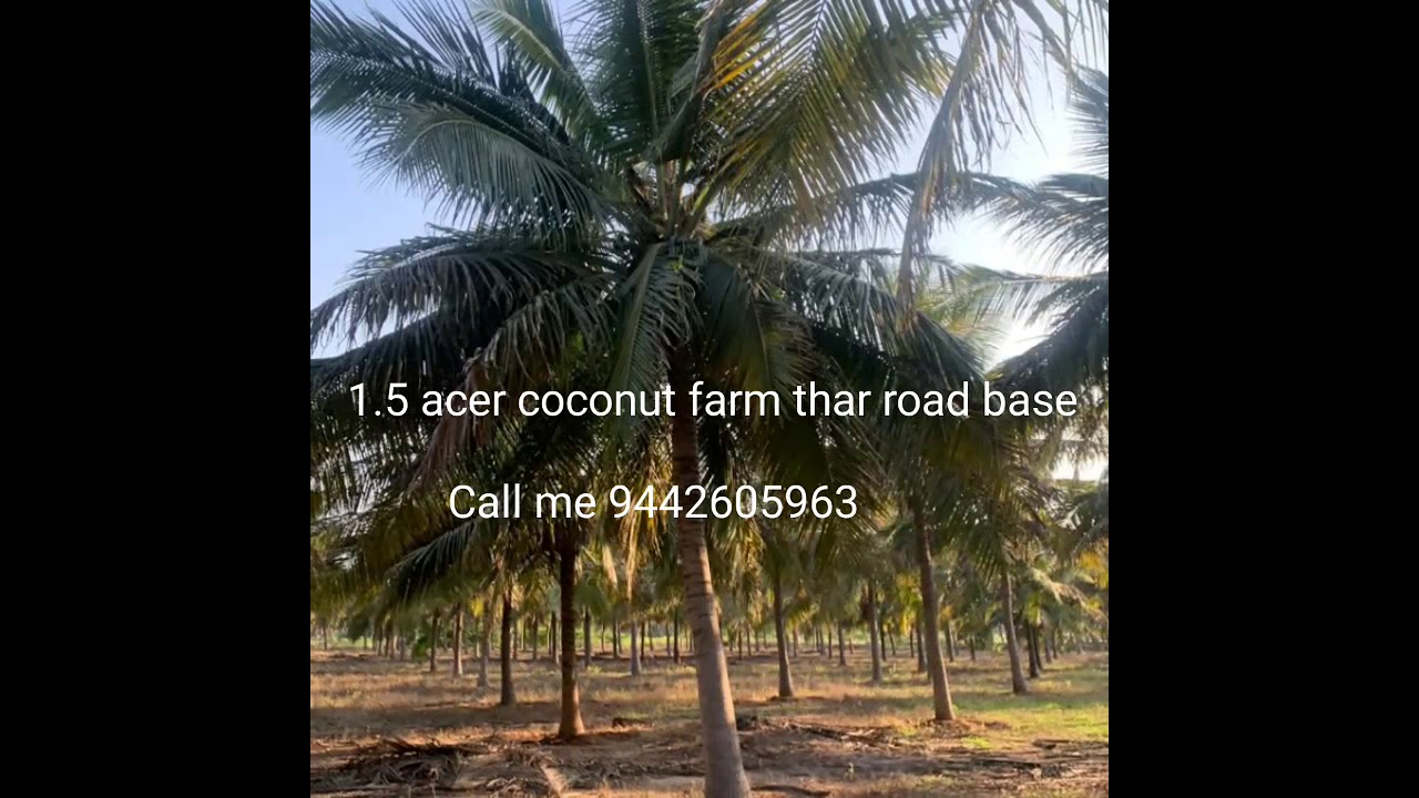 Land sale in Coimbatore/tiruppur/pollachi/coconut farm sale/farm land