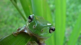 Frog - Sounds of Nature (1 Hour)