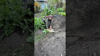 आज गरडन म कचल अरब और मल क हरवसटग क