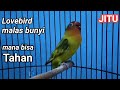 lovebird malas bunyi apa bisa tahan setelah mendengar pancingan labet ini