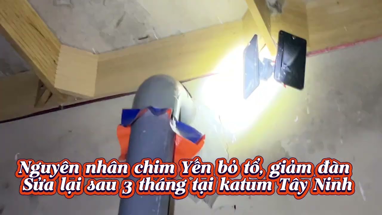 Nhà Yến sai trong xây dựng|dùng đa âm trong dụ Yến|dùng mùi,phân trong kỹ thuật dụ Yến và cái kết 