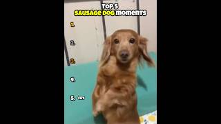 Best Sausage Dog Moments of 2026 #funny #dachshund #cute