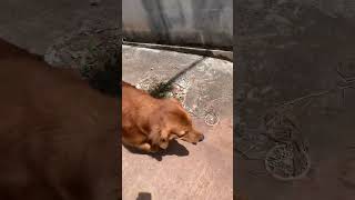#dog #goldenretriever #fun #pets #dogshorts #cutedog #funny #animals #doglife