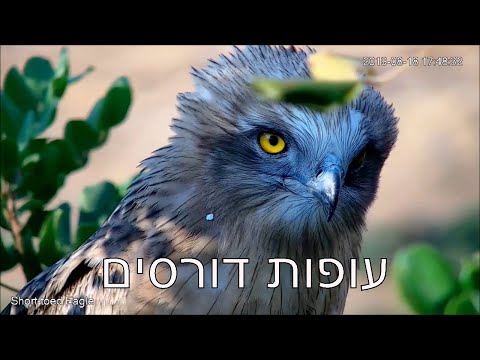 וִידֵאוֹ: כמה בקבוקי עופות דורסים מכילה משאית שלמה?