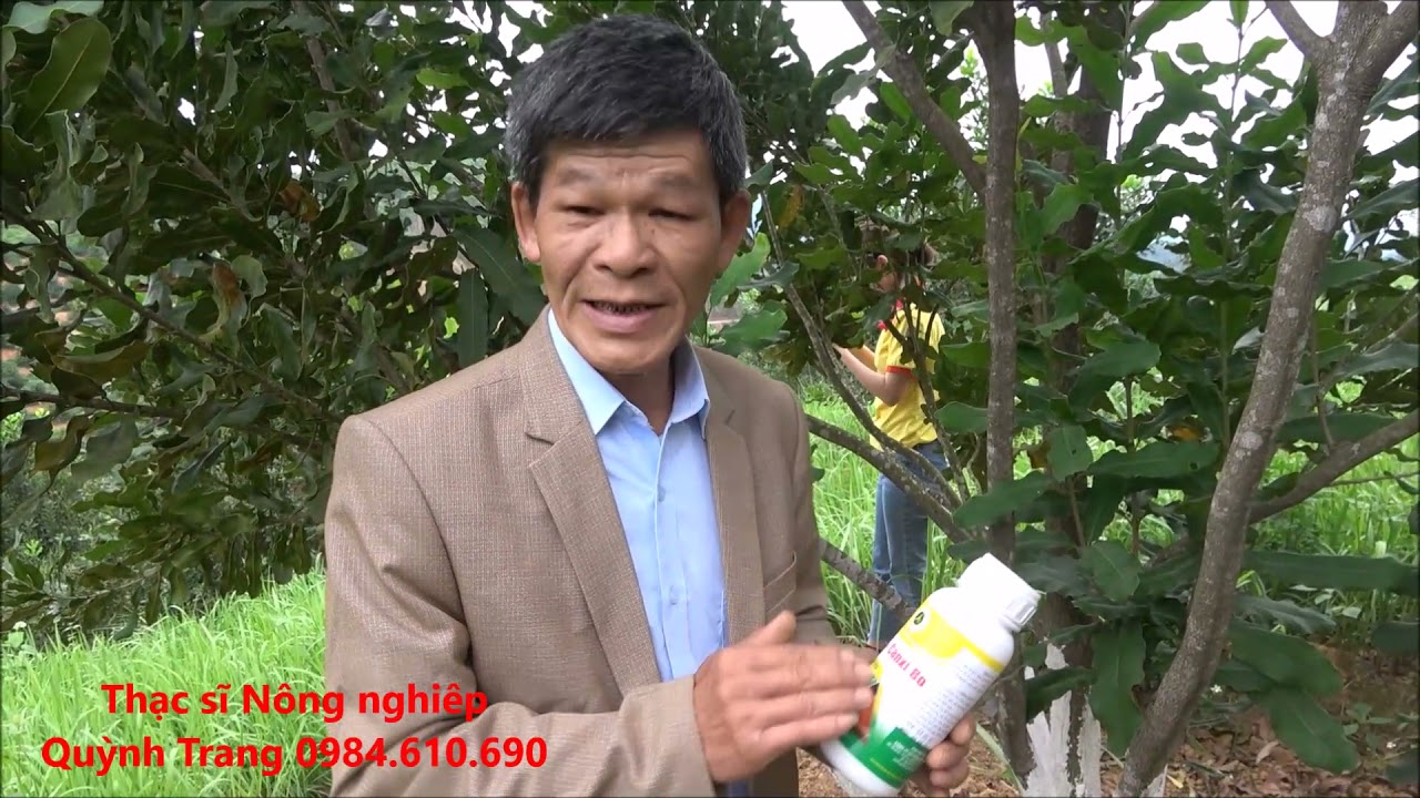 Chuyên gia chia sẻ Bí quyết Sai hoa - đậu quả Mắc Ca