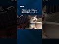 【「やっぱり返して」】ペット譲渡でトラブル #shorts