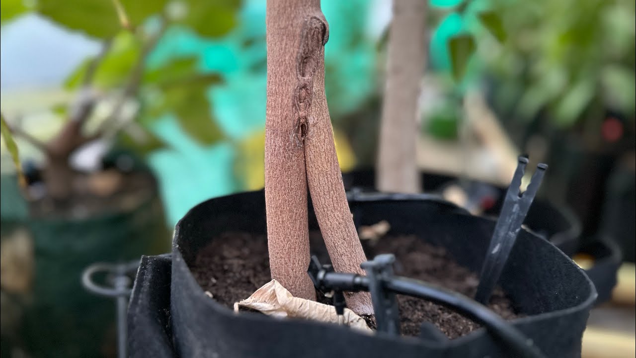 اسرار نجاح زراعة الأسطح ( نقل شتلة المانجو الى كيس اكبر )