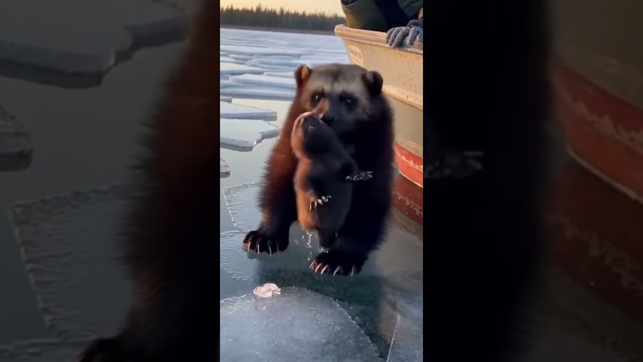 A Wolverine Gives Up Her Cub on a Frozen Lake🤯❄️