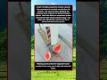 Testing Construction Site Hard Hat Safety With Heavy Falling Bolts