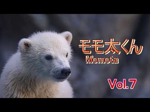 モモ太くん7 ~男鹿水族館GAO~【A polar bear cub,Momota in Oga Akita