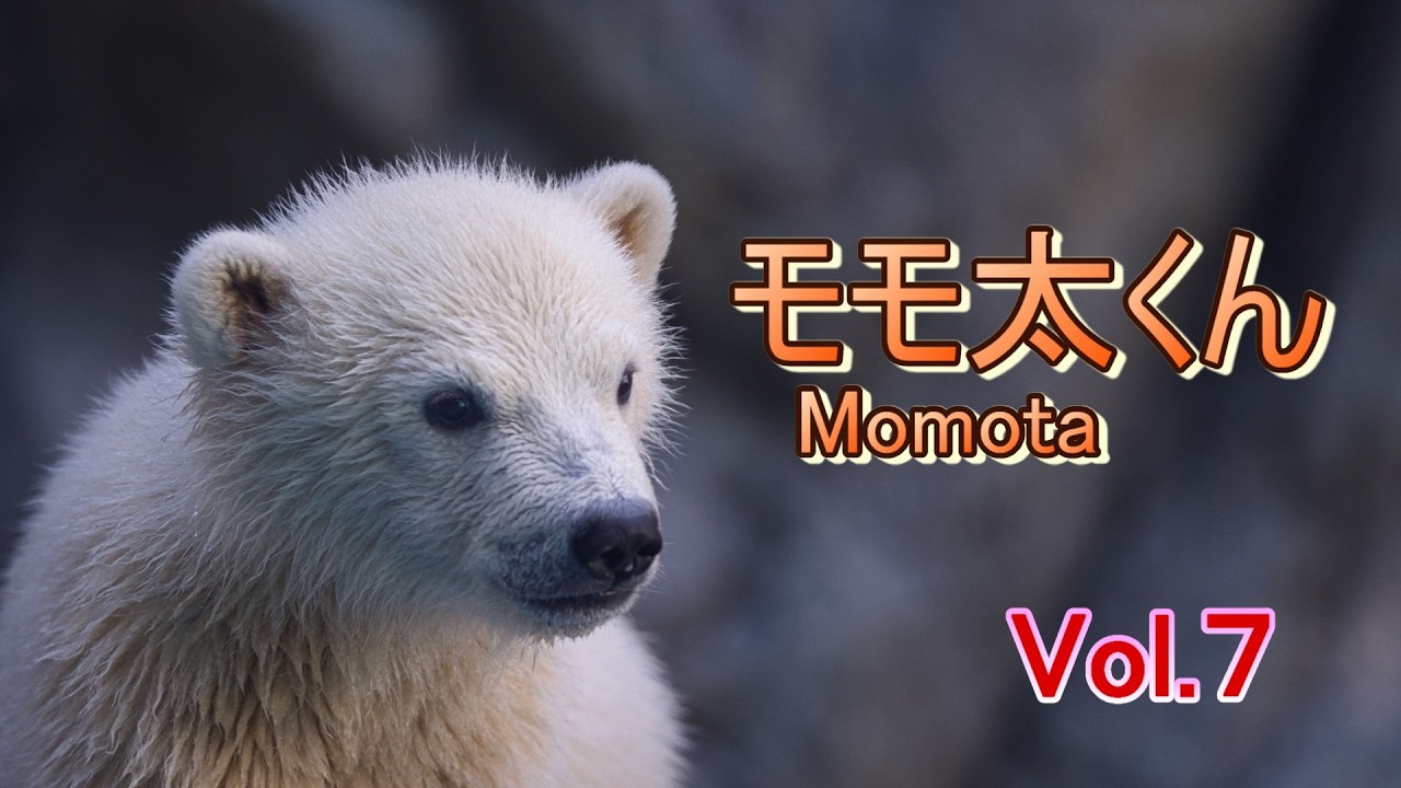 モモ太くん7 ~男鹿水族館GAO~【A polar bear cub,Momota in Oga Akita