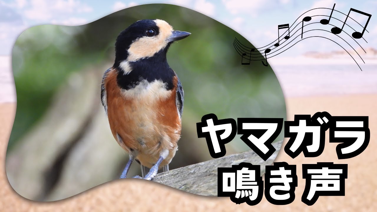 ヤマガラの鳴き声 「ニーニー」野鳥の鳴き声シリーズ - YouTube