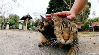サビ猫とキジトラ猫が「私が先にモフってもらうの！」と頭をぶつけ合う