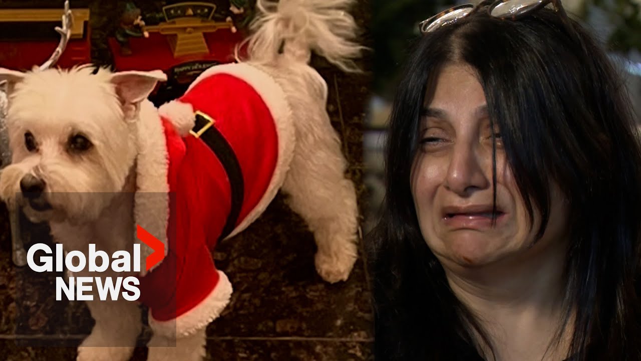 Family says small dog killed, disposed of after attack by neighbour's dog