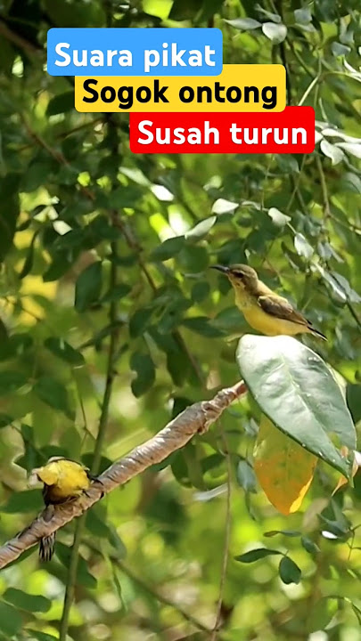 Suara pikat sogon susah turun #shortvideo #kicaumania #sogon #sogonindonesia #burung