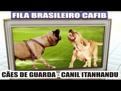 Justificativa 1 - Original Fila Brasileiro 