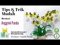 Bunga kresek Anggrek Panda |DIY how to make Oncidium Teipels Panda from plastic bag |Oncidium