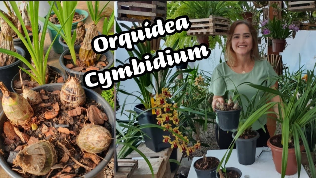 Pseudobulbos dos CYMBIDIUNS, quanto TEMPO para NASCER as mudas e dar FLORES ⁉️ Parte 1 #cymbidium