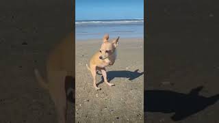 Keep Save The Disable Animals