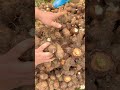 Racines de Taro Fraîchement Récoltées de la Terre