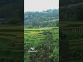 Pacung Rice Terrace In Bali مدرجات باكونج للأرز في بالي Pacung Rice Terrace In Bali مدرجات باكونج للأرز في بالي