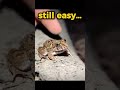 Funny Frog Escape 😂 Too Easy… Until It Wasn’t