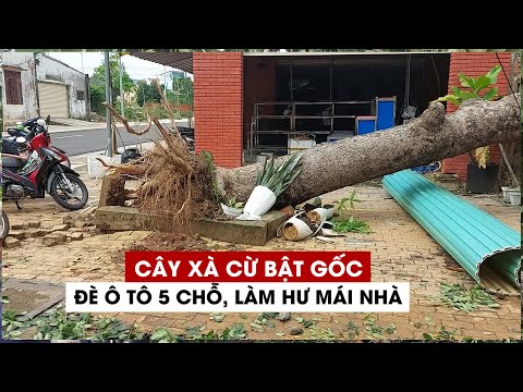 Video Cây xà cừ bật gốc đổ đè ô tô 5 chỗ, làm hư mái nhà - youtube