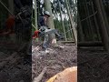 Lumberjack skunk 伐倒