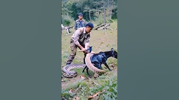 Man rescue a goat from python 😨#python #goat #pythonvsgoat #pythonattack #wildafrica #wildanimals