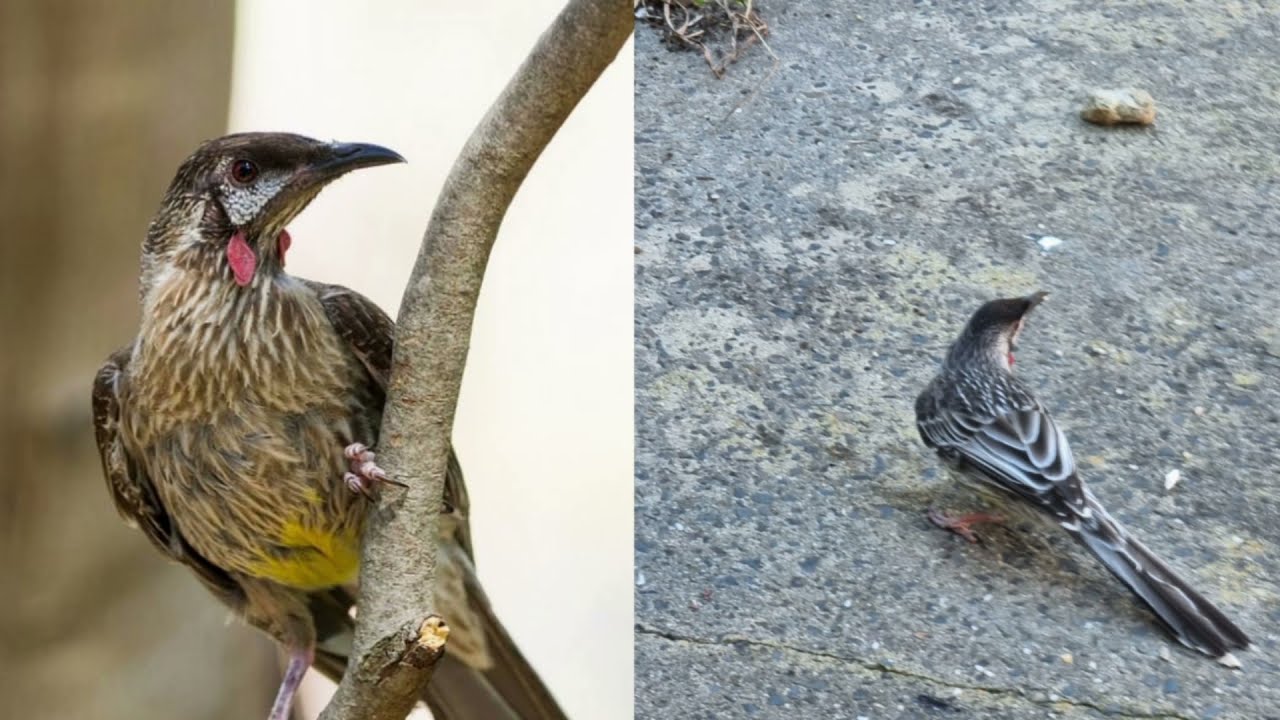 RED WATTLEBIRD |RED WATTLEBIRD SOUND |RED WATTLEBIRD FEEDING |RED WATTLEBIRD CALLS |AUSTRALIAN BIRDS