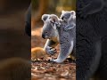 Kitten Lost in the Forest… But a Koala Gave Unexpected Help #cute #animals #rescue