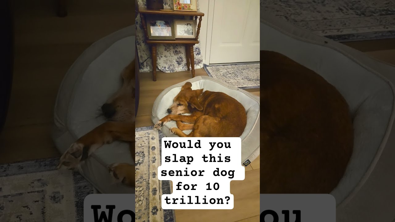 Would You Slap A Senior Dog For 10 Trillion Shortsfeed Youtubeshorts Viral