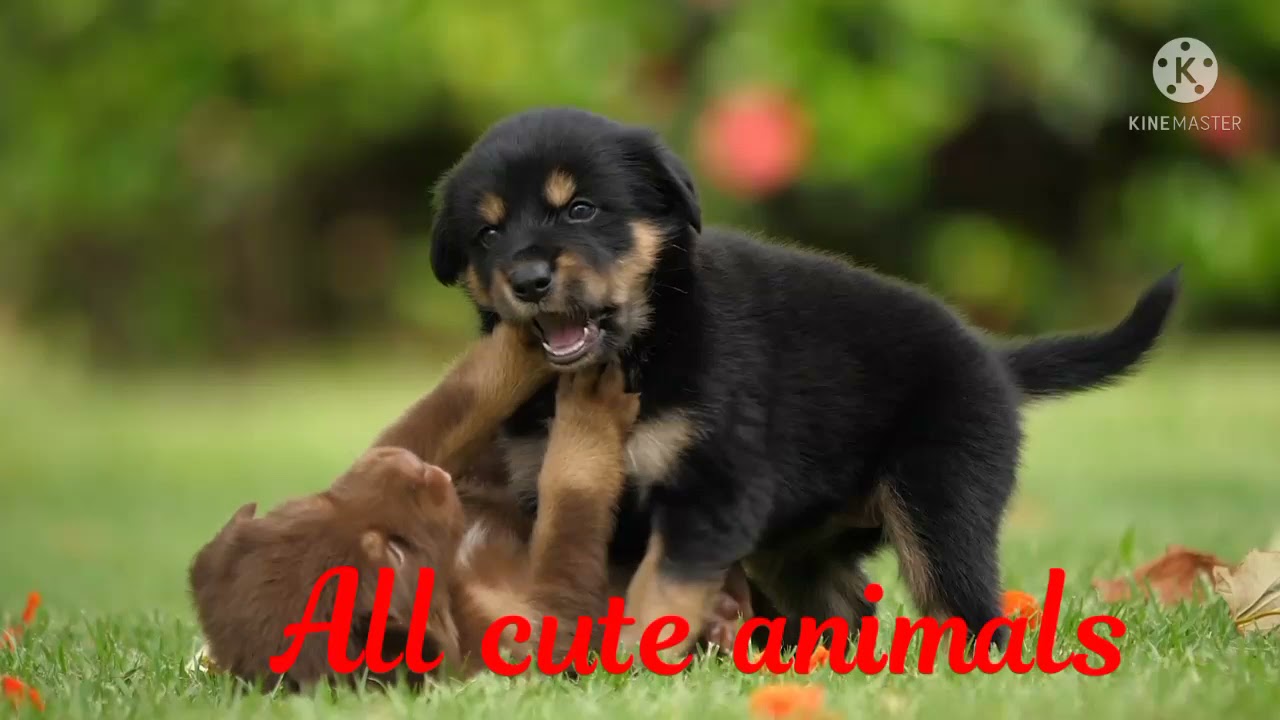 DOG LOVE// WHY DOGS GET STUCK AFTER MATING-BREEDING EXLANTION