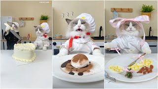 Cat Make Food That Little Puff Tiktok Compilation 2024 #10 by CƠM OFFICIAL 30,563 views 3 months ago 8 minutes, 28 seconds