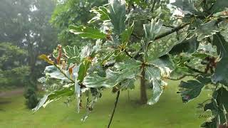 Quercus robur 'Argenteomarginata' dub letní křemelák