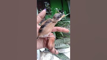 anakan cendet calon ganteng dan sembur tebel