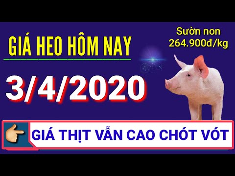 Giá heo hơi ngày hôm nay 3/4/2020 | Giá thịt lợn vẫn ở mức cao chót vót