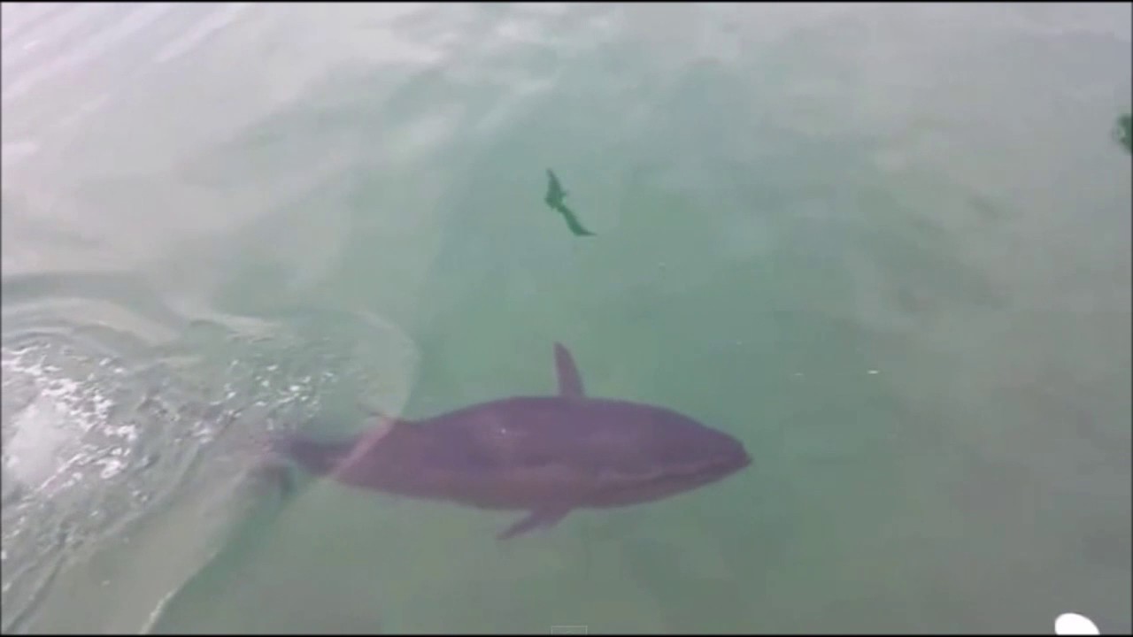 Tuna eats seagull then spits it out YouTube