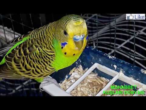 Video: Soğuk Algınlığı Için Bir Papağan Nasıl Tedavi Edilir