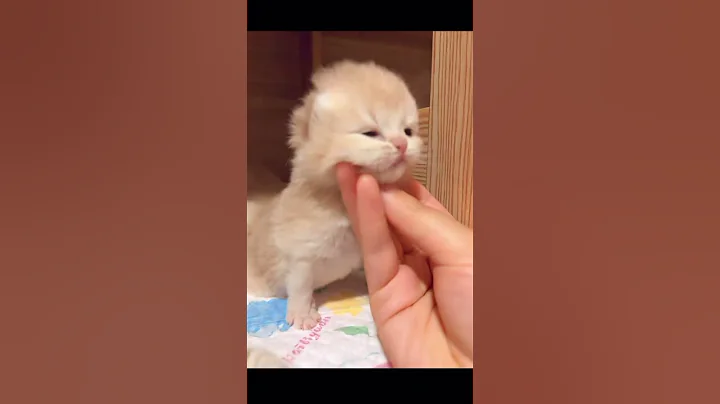 Video 11758971: cat kitten pet dog, cat kitten pets funny, cat kitten cute pets, cat pets kitten love