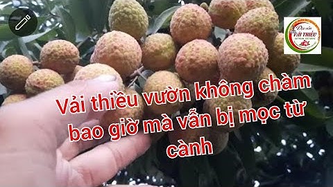 vườn vải chưa năm nào chàm mà năm này cũng bị chàm và nhiều rỉ sắt