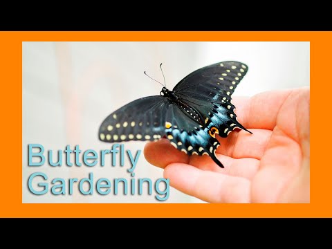 Video: Min persille tiltrækker sommerfugle - Lær om at tiltrække sorte svalehale