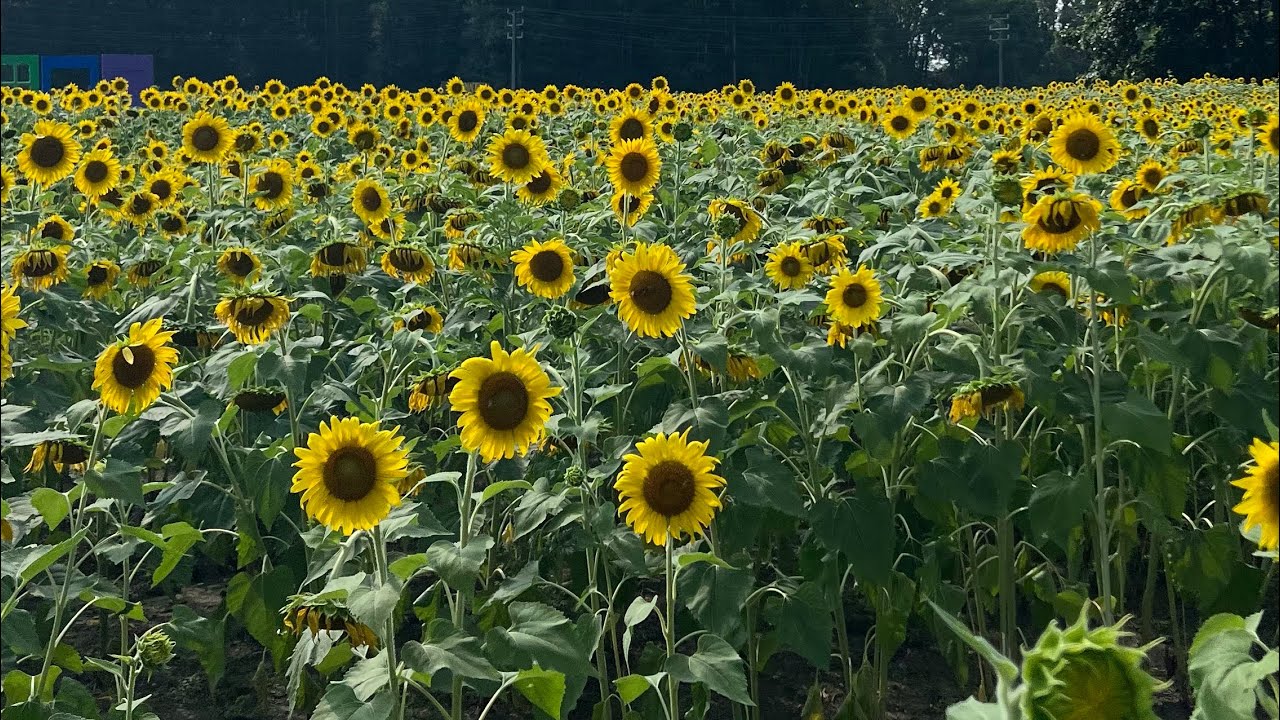 Drive through lovely Sunflower valley farm/Nature video Usa / YouTube