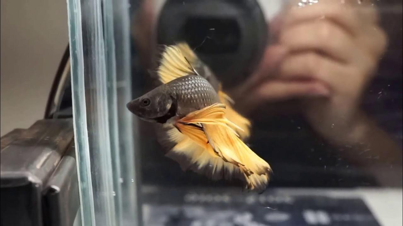 COPPER MUSTARD GAS Full Banding Rosetail Halfmoon Betta YouTube