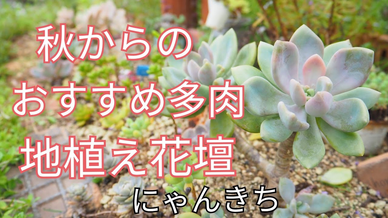 多肉植物 冬に向けて 地植え花壇にオススメ多肉 Youtube
