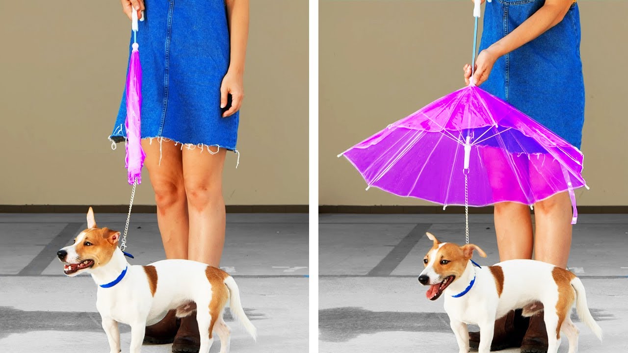27 Incredible Ideas For Your Pets