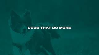 2026 UKC Coonhound World Championship Bench Show