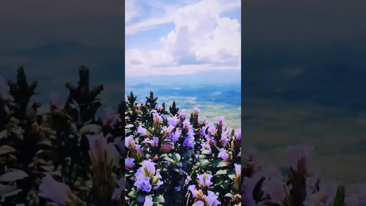 Neelakkurinji | നീലക്കുറിഞ്ഞി | Strobilanthes kunthiana | Kallippara,Idukki - 2022 